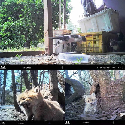 Waterproof 1080P Mini Trail Camera 2 Pack